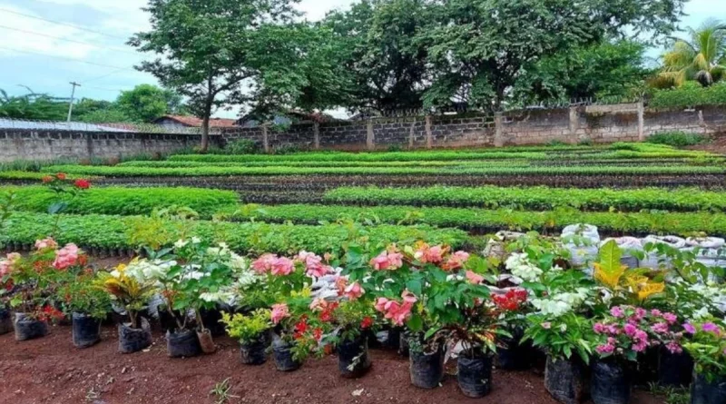 viveros de nicaragüa, producción replantas ornen tales, Nicaragua, gobierno de nicragau,