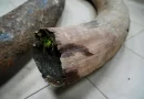 encuentran, restos, colmillos, mamut, Rusia, cientos de miles de años, antigüedad,