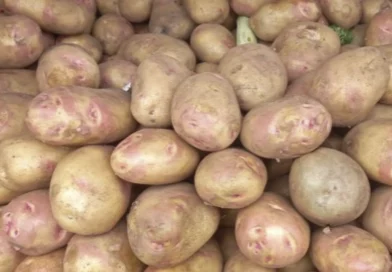 produccion de papa, ministerio agropecuario, nicaragua, consumo y comercio, productores,
