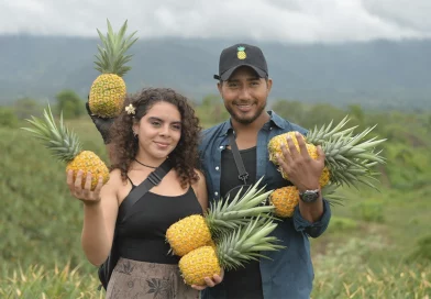 nicaragua, piñas, piña, ticuantepe, managua, fincas,