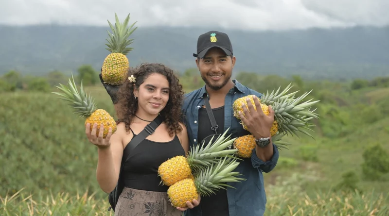 nicaragua, piñas, piña, ticuantepe, managua, fincas,