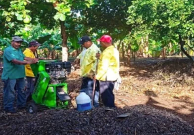 gobierno sandinista, producción, instalaciones de viveros, Nicaragua,