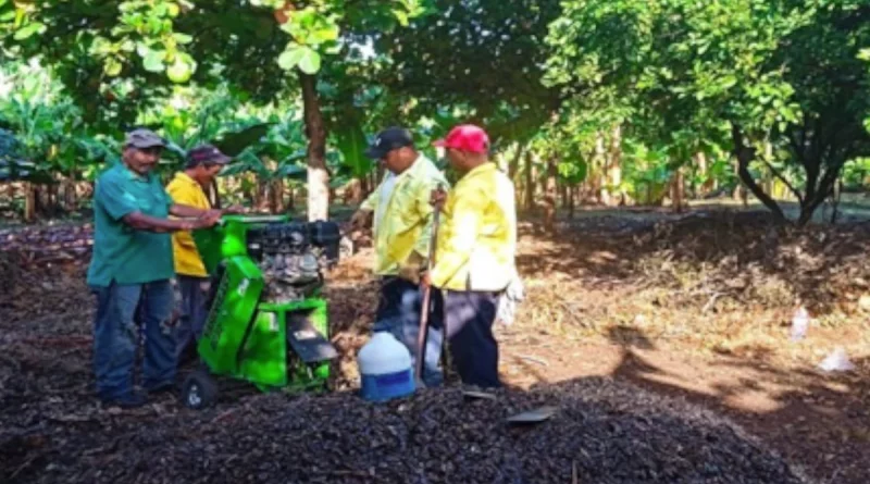 gobierno sandinista, producción, instalaciones de viveros, Nicaragua,