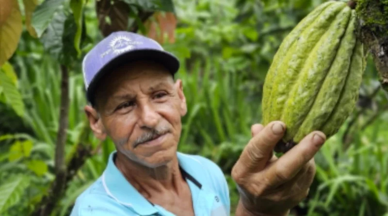 producción de cacao. nicaragua, gobierno de nicragua, Nicaragua,