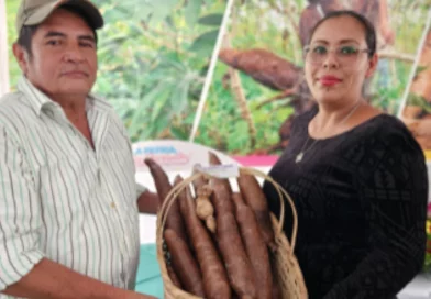 inda, producción, innovación, producción, inda, yuca, Nicaragua,