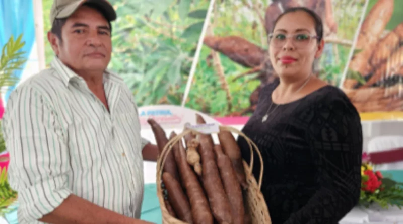 inda, producción, innovación, producción, inda, yuca, Nicaragua,
