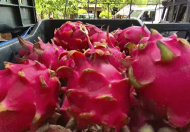 nicaragua, inta, produccion de pitahaya,