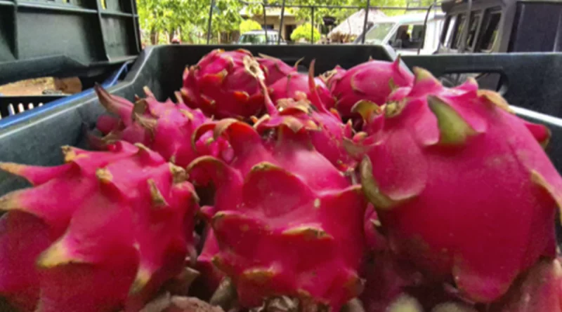 nicaragua, inta, produccion de pitahaya,