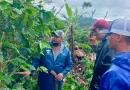 Caficultura nicaragua, inta, ipsa, mag, nicaragua, cafetaleros nicaragüenses
