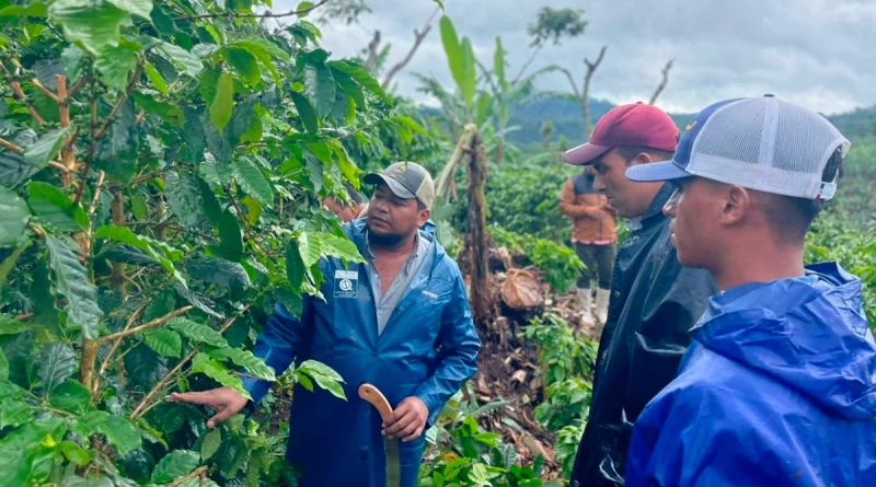 Caficultura nicaragua, inta, ipsa, mag, nicaragua, cafetaleros nicaragüenses