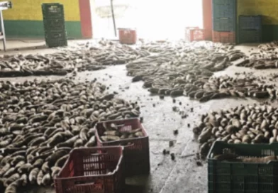 ministerio agropecuario, nicaragua, raices y tuberculos,