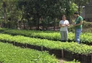 marena, gobierno de nicaragua, medioambiente, reforestacion,