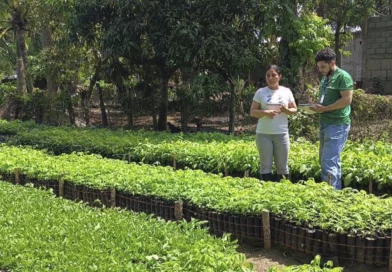marena, gobierno de nicaragua, medioambiente, reforestacion,
