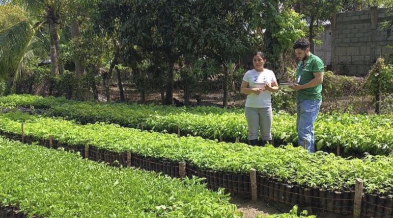 marena, gobierno de nicaragua, medioambiente, reforestacion,