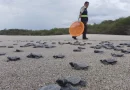 marena, nicaragua, tortugas palasma, carazo,