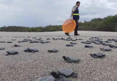 marena, nicaragua, tortugas palasma, carazo,