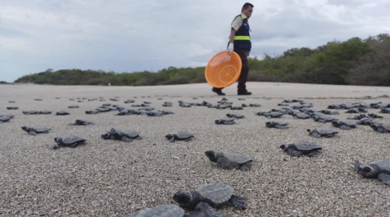 marena, nicaragua, tortugas palasma, carazo,
