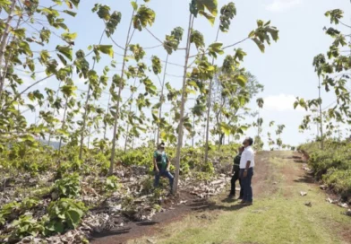 marena, rivas, nicaragua, empresa forestal, visita, seguimineto,
