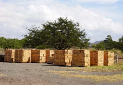 industria forestal, marena, tipitapa, nicaragua