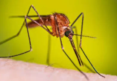 minsa, disminución. de casos, malaria, neumonía, minsa,