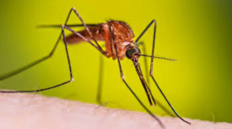 minsa, disminución. de casos, malaria, neumonía, minsa,