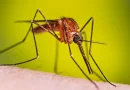 mosquito, dengue, disminución unción, reporte, minsa, enfermedades vectoras,