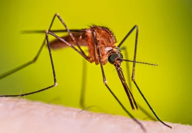 mosquito, dengue, disminución unción, reporte, minsa, enfermedades vectoras,