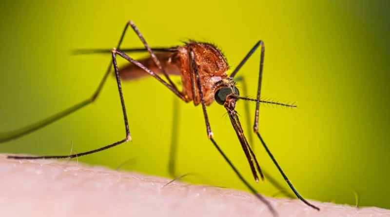 mosquito, dengue, disminución unción, reporte, minsa, enfermedades vectoras,