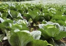 nicaragua, ministerio agropecuario, siembra,