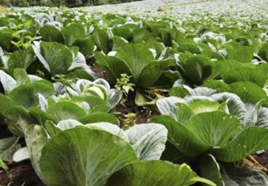 nicaragua, ministerio agropecuario, siembra,