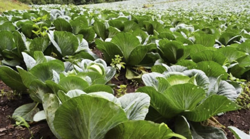 nicaragua, ministerio agropecuario, siembra,