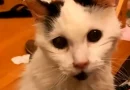 muere Margo, video, virales, fallecimiento de felino, gatito,