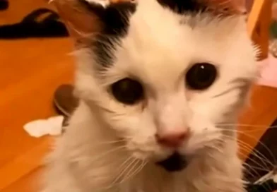 muere Margo, video, virales, fallecimiento de felino, gatito,