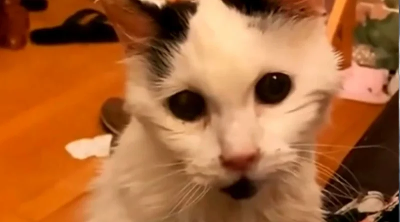 muere Margo, video, virales, fallecimiento de felino, gatito,