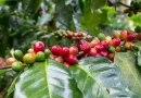 café nicaragüense, exportación, Nicaragua, exportación de café, alta calidad, mercado chino,
