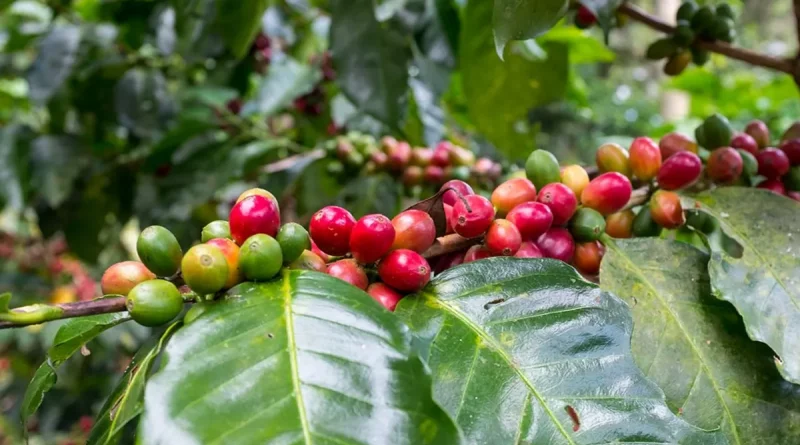 café nicaragüense, exportación, Nicaragua, exportación de café, alta calidad, mercado chino,