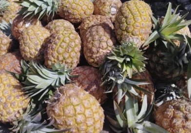 pina, ministerio agropecuario, nicaragua, produccion, consumo,