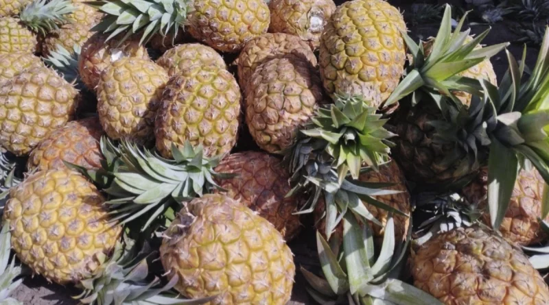 pina, ministerio agropecuario, nicaragua, produccion, consumo,