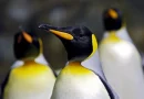 internacionales, pinguinos emperador, cambio climatico,