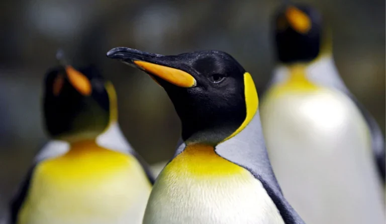 internacionales, pinguinos emperador, cambio climatico,