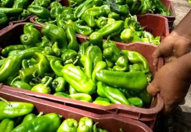 producción de chiltoma, Nicaragua, gobierno de nicaraGUa, nicaragua,
