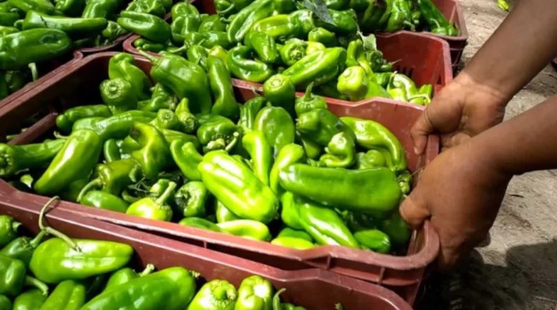 producción de chiltoma, Nicaragua, gobierno de nicaraGUa, nicaragua,