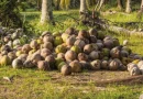 coco, ministerio agropecuario, nicaragua, consumo y comercio,