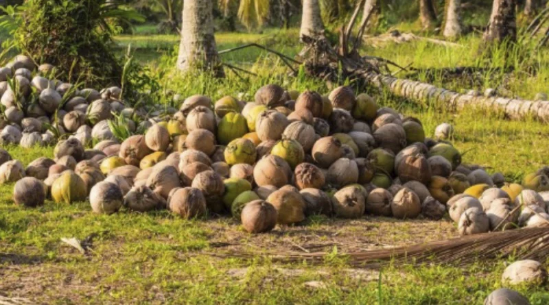 coco, ministerio agropecuario, nicaragua, consumo y comercio,