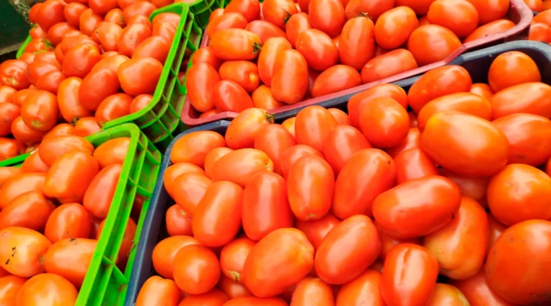 tomate, junio 2025, nicaragua, mercados nicaragua