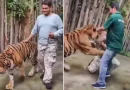 turista, ataquenos de tigre, Tailandia, video, virales,