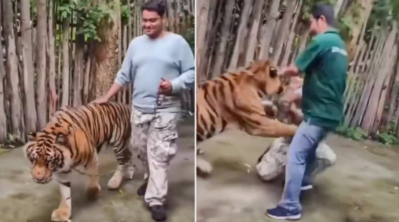 turista, ataquenos de tigre, Tailandia, video, virales,