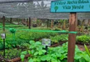 nicaragua, marena, nueva guinea,