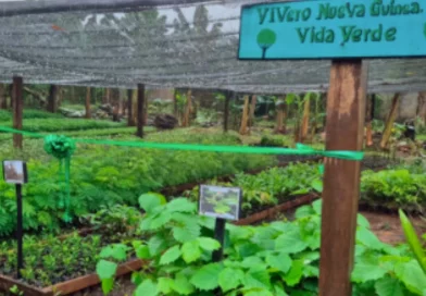 nicaragua, marena, nueva guinea,