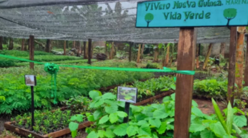 nicaragua, marena, nueva guinea,